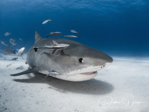 This beautiful female tiger shark is pretty much a celebr... by Debbie Wallace 